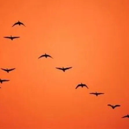 سر تحليق الطيور على شكل (v)