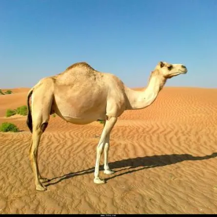 شقيقان تاها في الصحراء بسبب (ناقة)