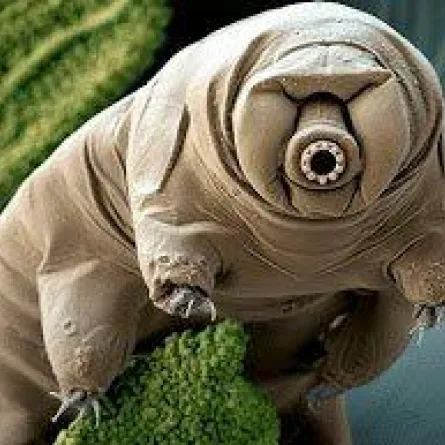 اكتشاف كائن يستطيع العيش في الفضاء