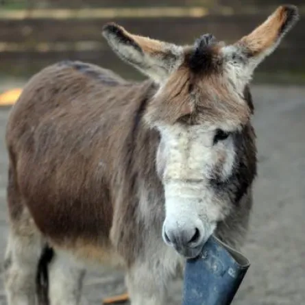 حمار نجم مسرحيّة أوبراليّة