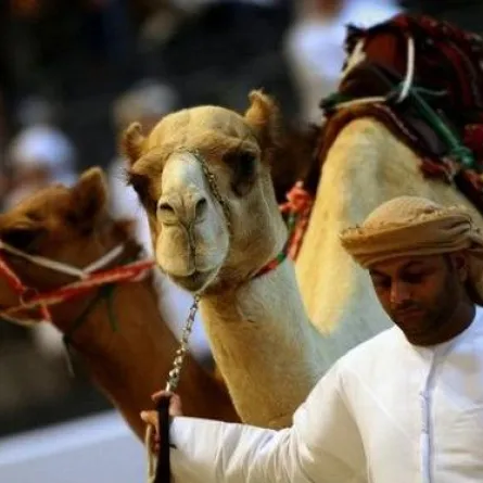 سعودي ينفق أكثر من (160) مليون درهم لشراء الابل