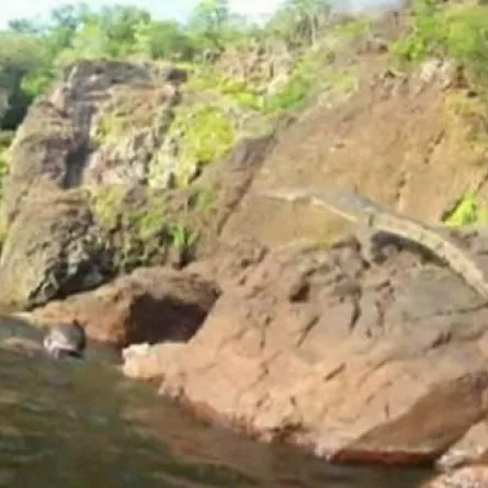 تمساح يرتطم بوجه سائح