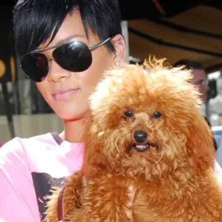 تعرفوا على أصدقاء المشاهير من الحيوانات  