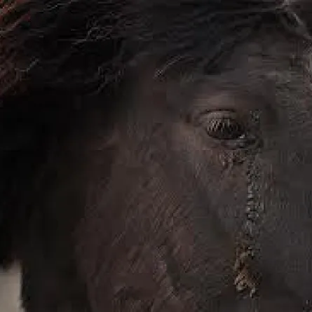 دراسات تؤكِّد أنَّ الحيوانات تبكي أيضاً!!