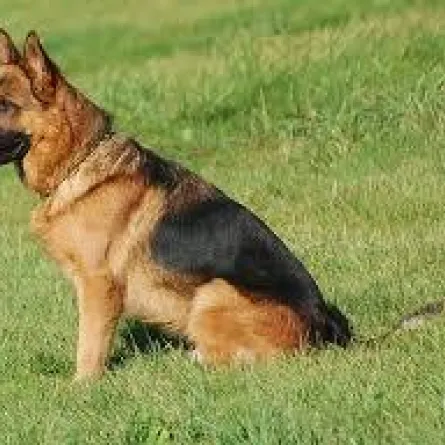 الكلاب تفكر مثل الانسان