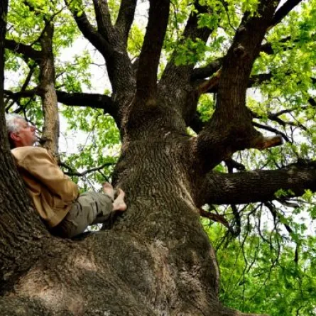 هندي يعيش على شجرة منذ 9 أشهر بانتظار اعتذار زوجته