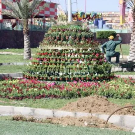 100 ألف وردة لصنع أكبر سجادة زهور بالطائف
