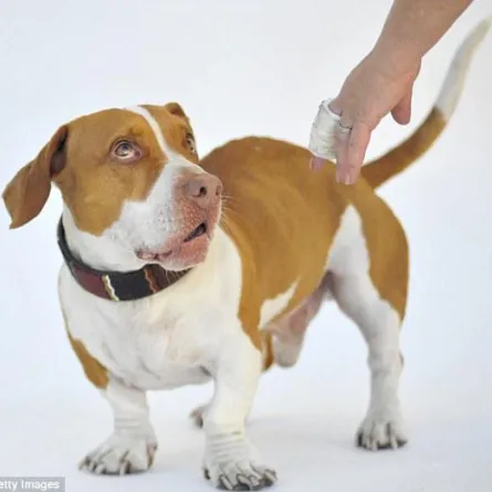 "والي" يفوز بلقب أقبح كلب في العالم