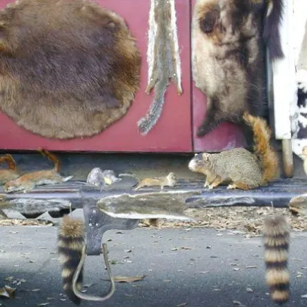 بالصور شاحنة مزينة بالحيوانات الميتة