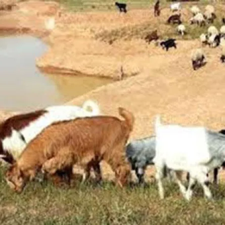 الماعز التهمت ثروته