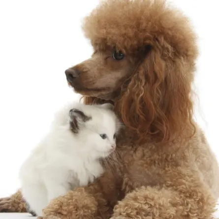 كلب يتبرّع بالدم لإنقاذ.. هرّة