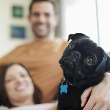 الكلاب جهاز إنذار لمرضى السكّري