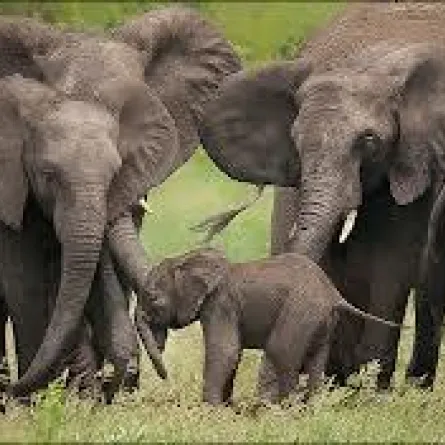 فيل يدهس سائحاً بريطانياً في الهند