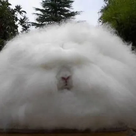 أرنب أنقرة من أغرب الأنوع