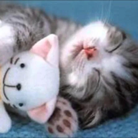 400 ألف جنيه إسترليني لتعلم لغة القطط