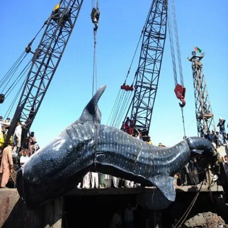 جثَّة حوت وصلت اليابسة لتثير التساؤلات!!