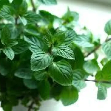 علاجات بسيطة تساعدك على التخلص من الحموضة!