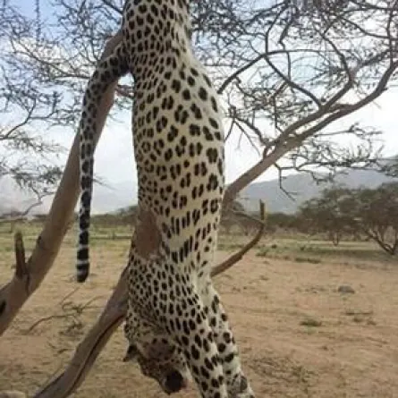 السعودية تحقق في قتل نمر عربي نادر