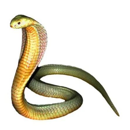 ثعبان يتسبب في هبوط طائرة اضطراريًّا