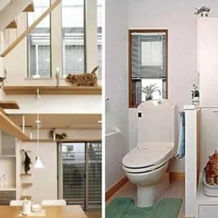 منزل الأحلام.. للقطط