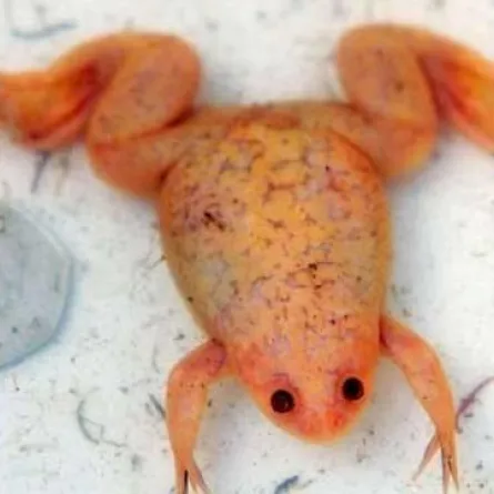 اكتشاف ضفادع برتقاليّة في بريطانيا