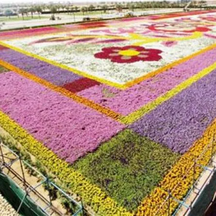 السعودية تدخل «غينيس» بأكبر سجادة زهور