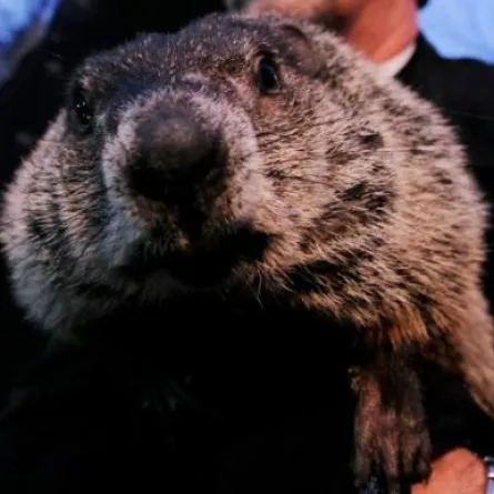 إعدام "جرذ" لعدم توقعه حلول الربيع