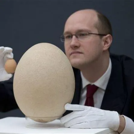 بيضة الفيل تحطم الأرقام القياسيّة في المزاد العلني