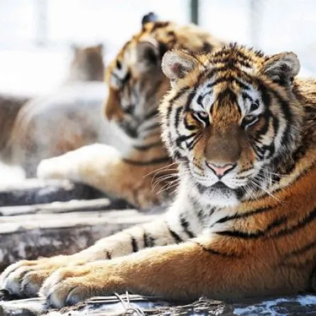 أمريكية دخلت دورة المياه فوجدت نمراً