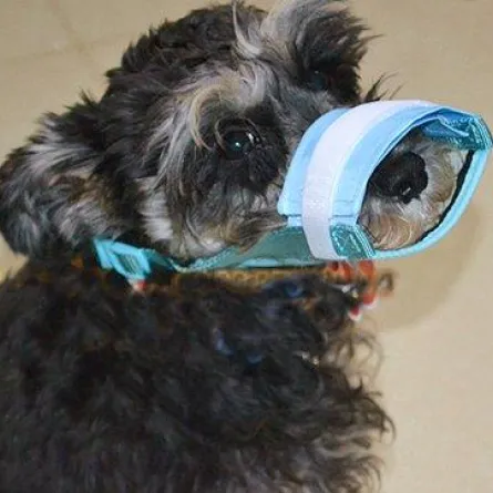 مقتل امرأة في الهند بسبب نباح كلبها