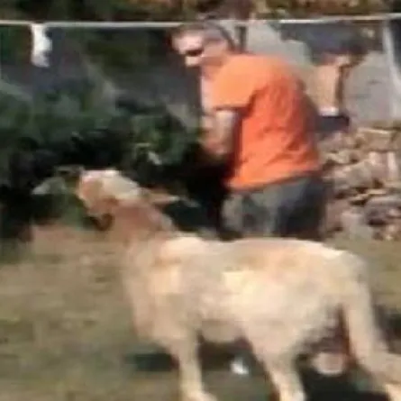 خروف مدمن يهاجم شرطيًّا دفاعاً عن شجيرات الماريجوانا!