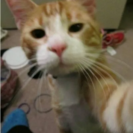 أطرف صور "سيلفي"  القطط