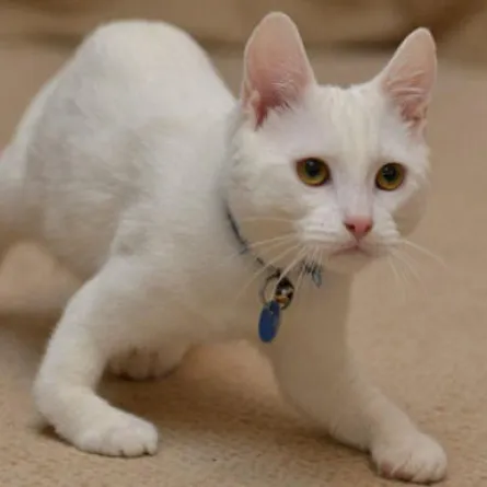 الفيس بوك يمنح قطاً صغيراً الحياة