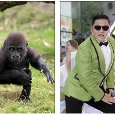 قرد يرقص على أنغام الجانجام ستايل