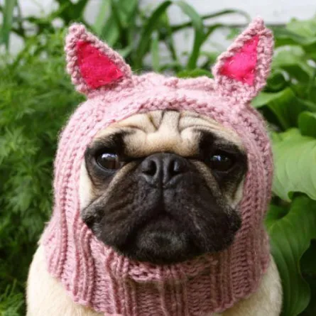 قبعات خاصة بالكلاب