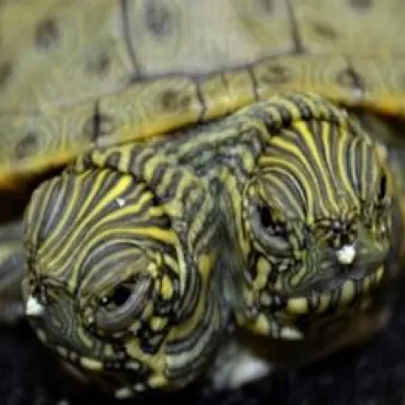 سلحفاة خضراء برأسين