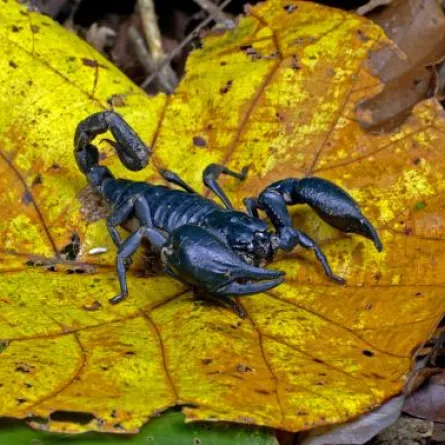 عراقي مدمن على أكل العقارب والثعابين الحية