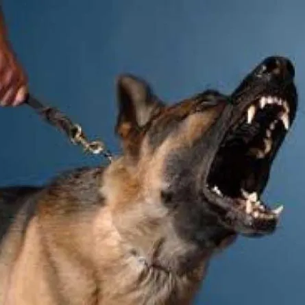 قتل جيرانه لانزعاجه من نباح كلبهم.. ثم انتحر