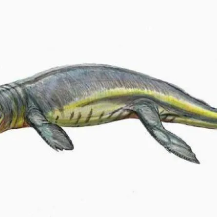 فصيل نادر من التماسيح تشبه الدلافين