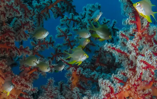 «روائع البحر الأحمر» بعدسة المصورة نسرين جان