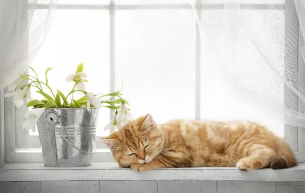 ماذا ترمز هذه الحيوانات في أحلام طفلك؟