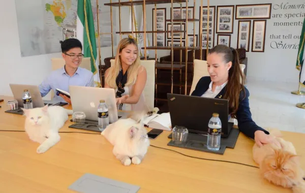 فنادق ومنتجعات «جنة» تضم 8 قطط إلى فريق عملها في أبوظبي