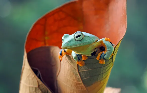 مسابقة القصة الفكاهية: نقيق «تالنت»