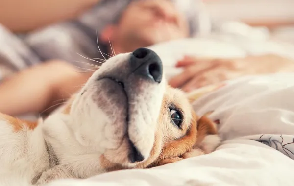 مسابقة القصة الفكاهية: أتمنى أن أصبح كلباً!