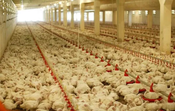 المملكة تحظر مؤقتاً استيراد الطيور الحية من لوكسمبورج بسبب إنفلونزا الطيور