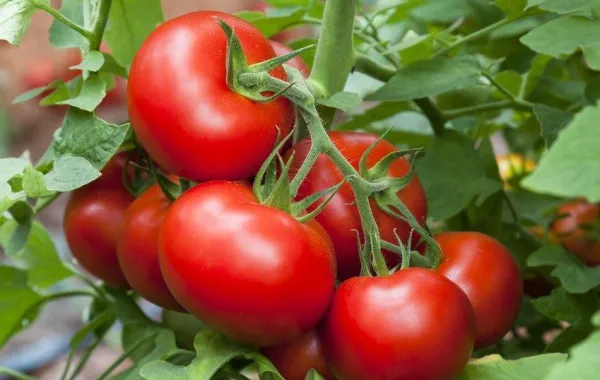 الطماطم تقلّل مخاطر الإصابة بـ السرطان وامراض القلب