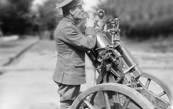 أكثر من 16 مليون حيوان خدم في الحرب العالميَّة الأولى