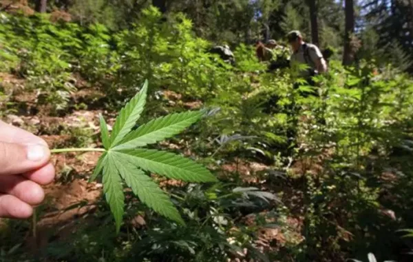 إندونيسيا تسجن رجلاً زرع ماريجوانا لعلاج زوجته