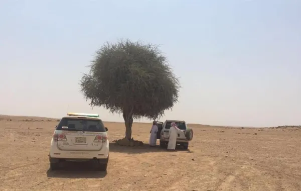 إجراءات مناسبة للحفاظ على شجرة الـ150 عامًا من العبث