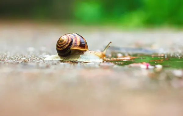 مسابقة القصة الفكاهية: الحلزون